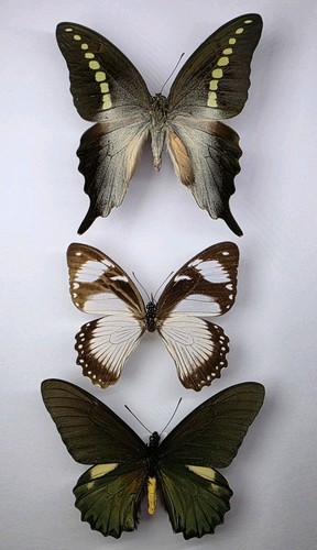 Real butterfly collection - , 3