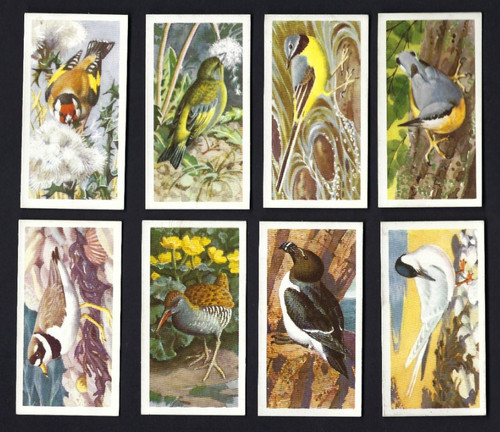 Brooke bond bird portraits - brooke,