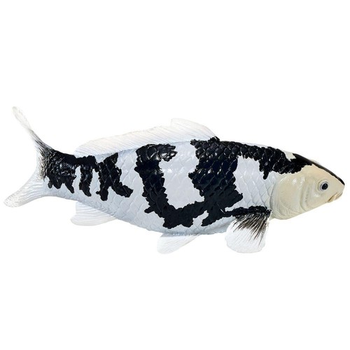 Koi carp shiro utsuri - shiro,