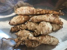 25+ Organic Home Grown Mixed Size Jerusalem Artichoke 'Fuseau' Tubers Fresh Dug