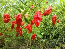 2x Chili Pepper Bhut jolokia Red Plug Plants Vegetables - End of April'25