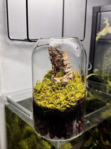 Jar terrarium kit easy cork - terrarium, easy.