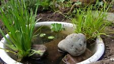 Wildlife container-pond plant pack. 4 x Marginal pond plants and 2 x oxygenators