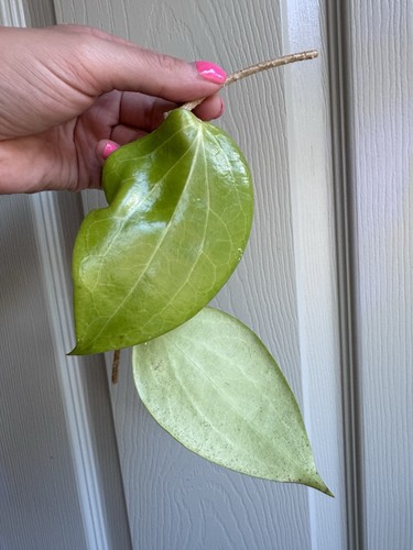 Hoya aldrichii christmas - aldrichii,