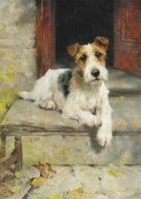 WIRE FOX TERRIER CHARMING DOG