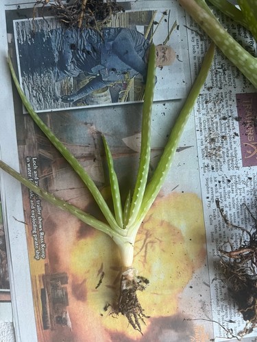 Aloe vera rooted plant pups - aloe,