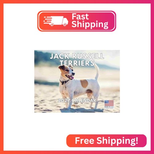 Jack russell terrier - jack, smooth
