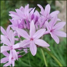 Tulbaghia violacea silver - tulbaghia,