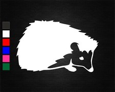 CUTE BABY HEDGEHOG WILDLIFE