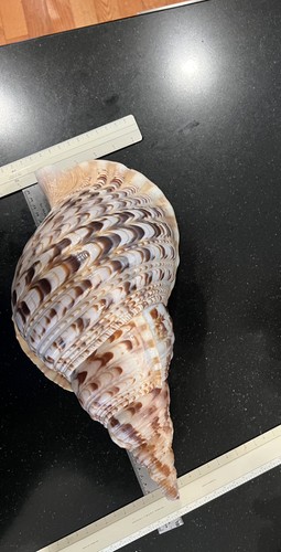 Giant oal rare - giant, triton