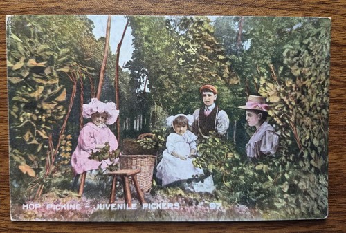 Hop picking juvenile pickers - hop,