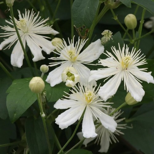Clematis mandschurica - clematis, mandschurica-
