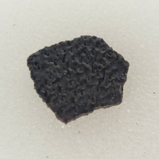 Hadrosaur Egg Shell Fossil -