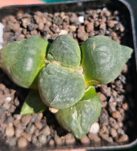 Ariocarpus furfuraceus - ariocarpus,