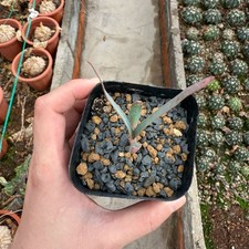 1CM Succulent Cactus Plant
