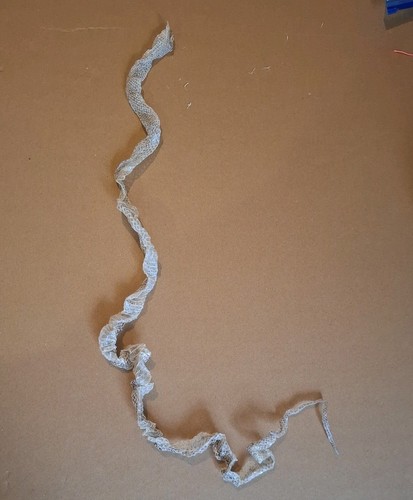 3ft corn snake - shed,