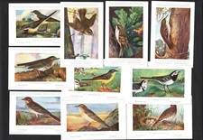 Birds Belgian Nat History Postcard Trade Cards 1950 Set 1 Nos 1-10 Thrush Tree