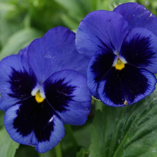 Viola deep blue hardy - viola,
