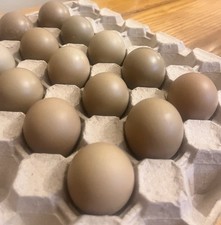 x12 Ringneck Pheasant Eggs