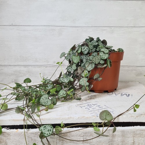 String hearts ceropegia - string, of