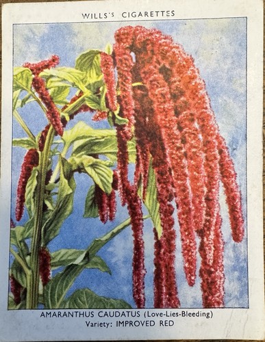 Wills garden flowers 1939 - flowers, 2nd