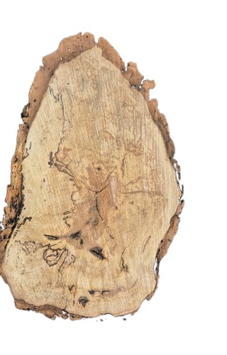 Large spalted beech burr - large,