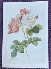 Print of Damascene Rose by Pierre-Joseph Redoute