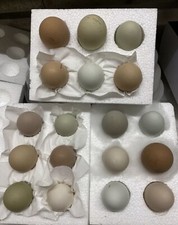 ✳️Magnetic Fertility/Gender Checker 4 All Chicken Hatching Eggs & All Birds 🐥