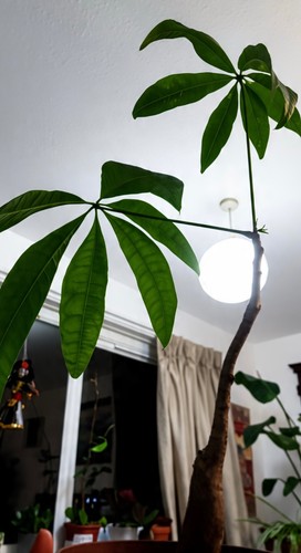 Money tree plant - money,