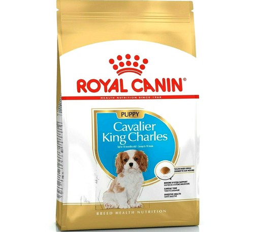 Cavalier king charles puppy - cavalier,