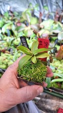 Nepenthes Ulukaliana