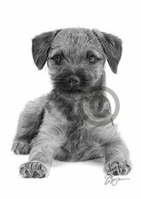 BORDER TERRIER PUPPY pencil