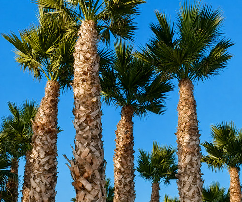 Washingtonia robust seeds - -,