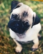 🇬🇧Beautiful Cushion