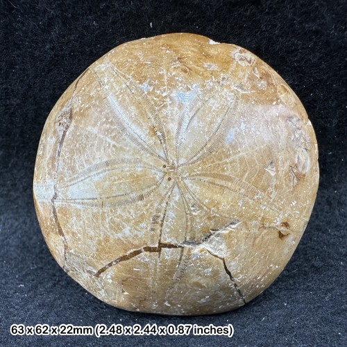 Pygurus fossil sea urchin - , from