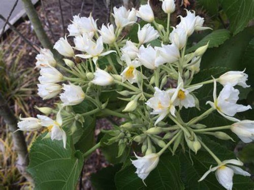Entelea arborescens 25 - entelea,