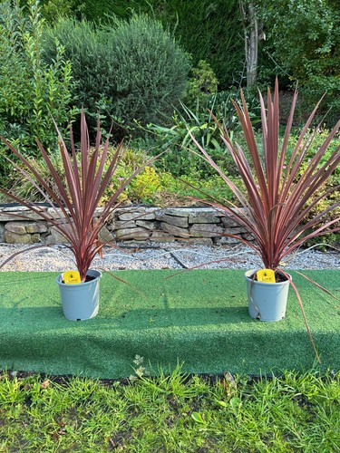 Cordyline australis red - cordyline, "red