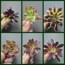 Aeonium Bundle Of 6 Unrooted |