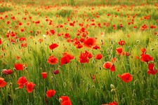 Photo Wall Mural-POPPY FIELD-(435)-NON WOVEN-Flowers Wallpaper Panorama Red XXL