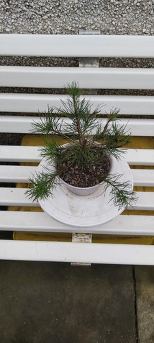 Semi bonsai starter - bonsai,, pine