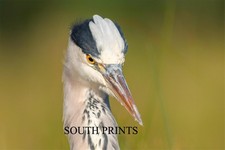 Heron At Bushy Park London