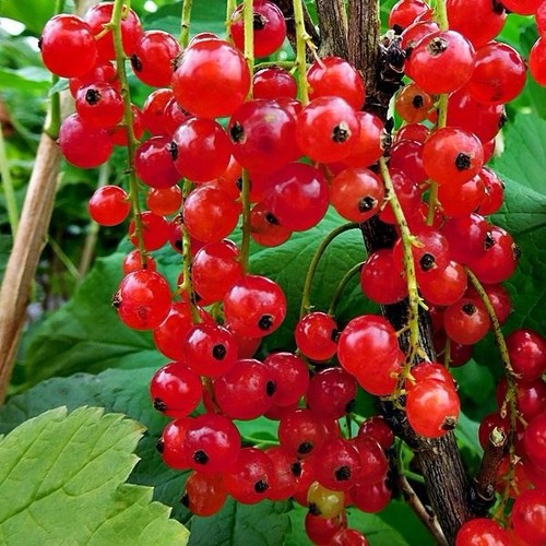 Ltr pot size red currant - 3,