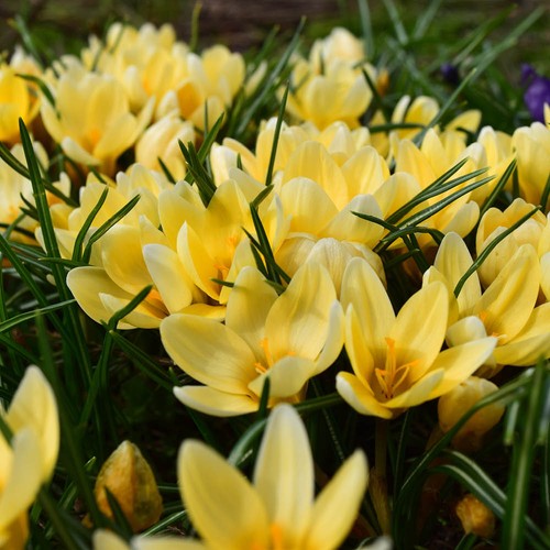 Crocus bulbs cream beauty - crocus,