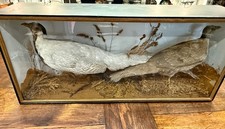 Victorian Cased Taxidermy Pair of Silver Pheasants