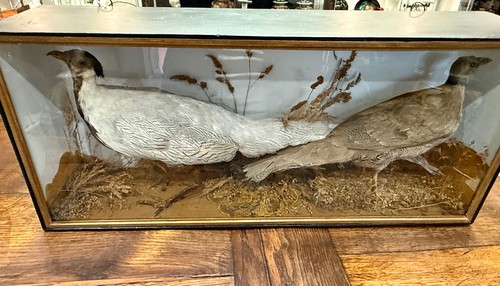 Victorian cased taxidermy pair - victorian,