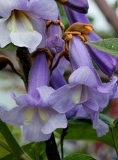Empress Tree, Princess Tree