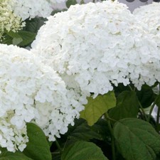 Hydrangea aborescens ANNABELLE