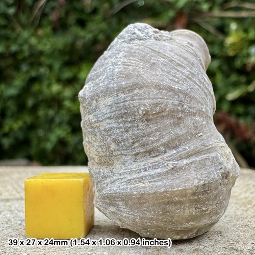 Heliophyllum halli fossil - heliophyllum,