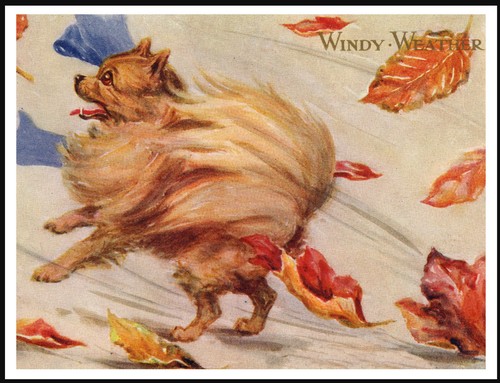 Pomeranian windy day lovely - windy,