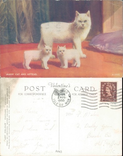 Manx cat and - and, kittens
